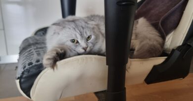 Wenn der beste Freund zur Last wird